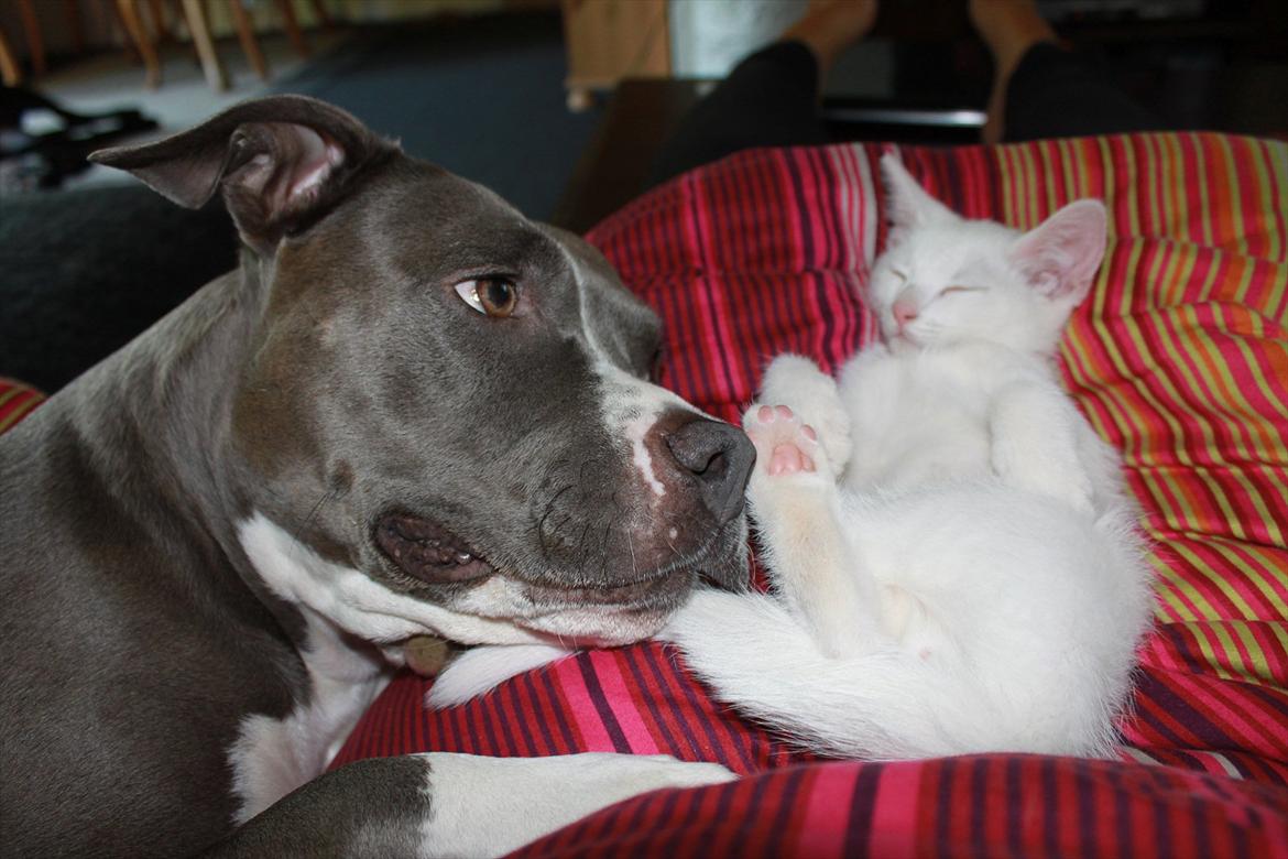 Huskat Tumle <3 Min drømme kat <3 Mit hjerte barn <3 - Kærlighed ved føreste blik <3<3 billede 9