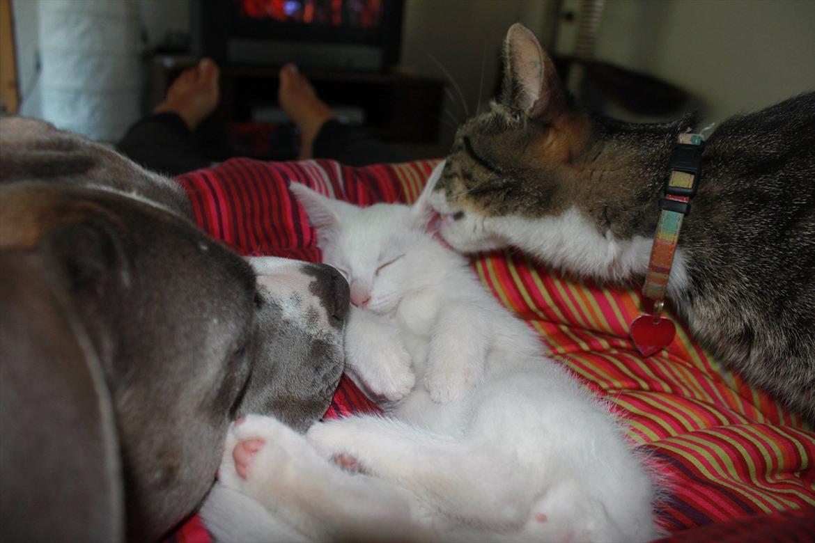 Huskat Tumle <3 Min drømme kat <3 Mit hjerte barn <3 - Tumle som lige er ankommet idag og allerede ligger og putter med Lola og Emma vasker ham :) billede 10