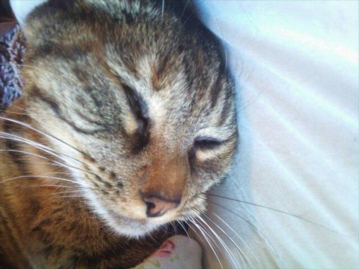 Huskat Molli billede 4