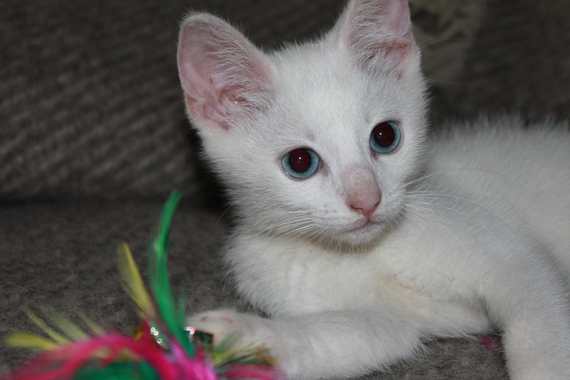 Huskat Tumle <3 Min drømme kat <3 Mit hjerte barn <3 billede 11