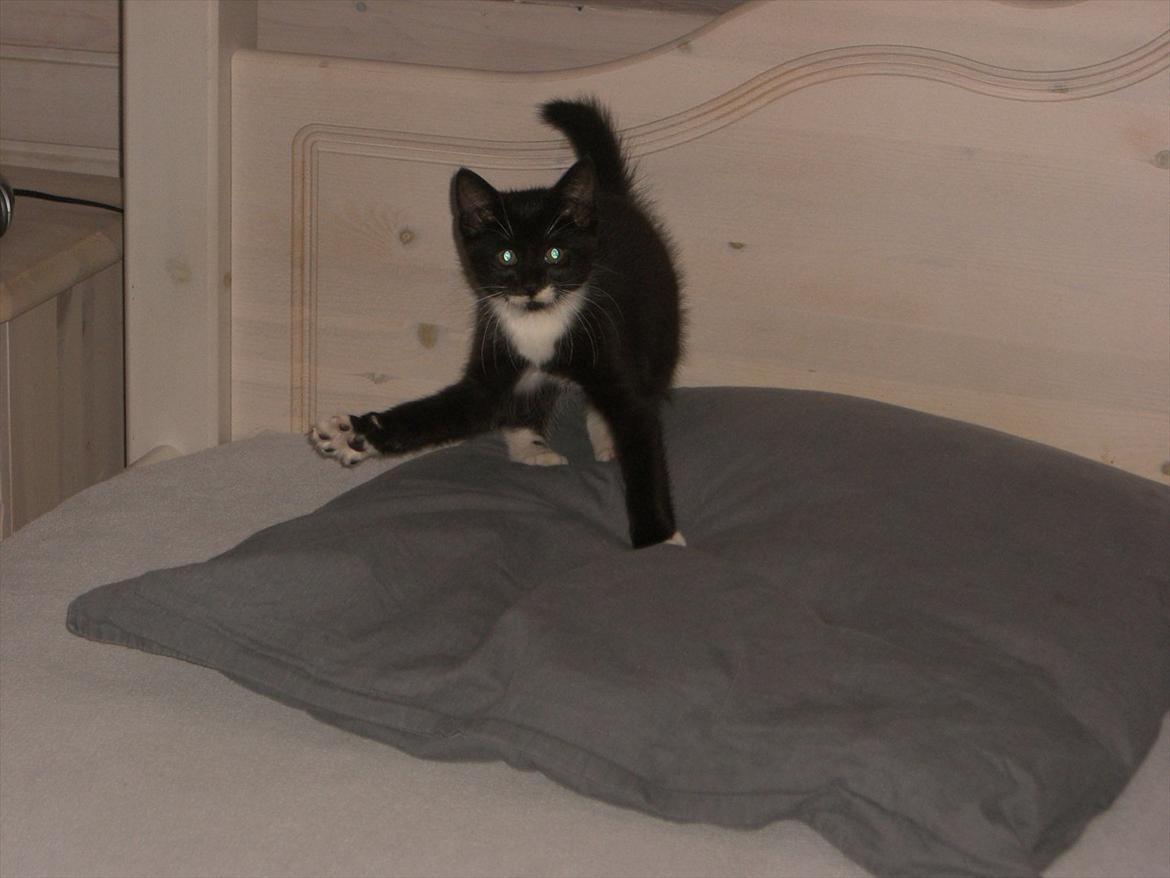 Huskat Fedtmule solgt & savnet! :'( billede 13