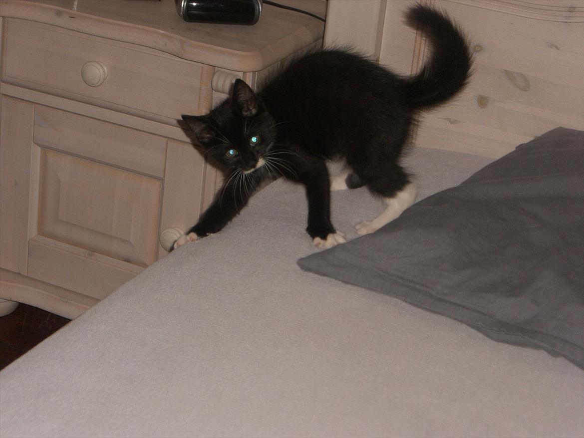 Huskat Fedtmule solgt & savnet! :'( billede 1