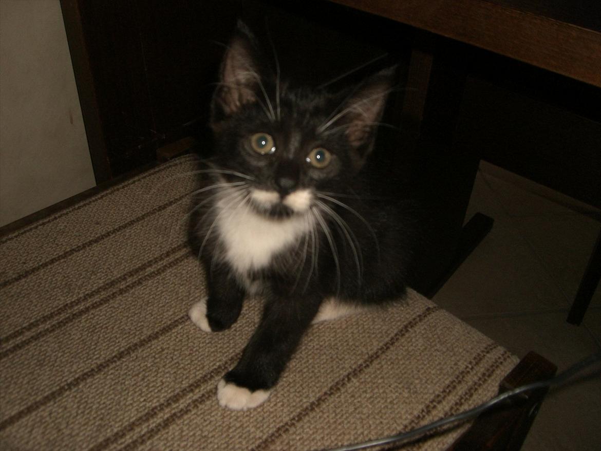 Huskat Fedtmule solgt & savnet! :'( billede 2