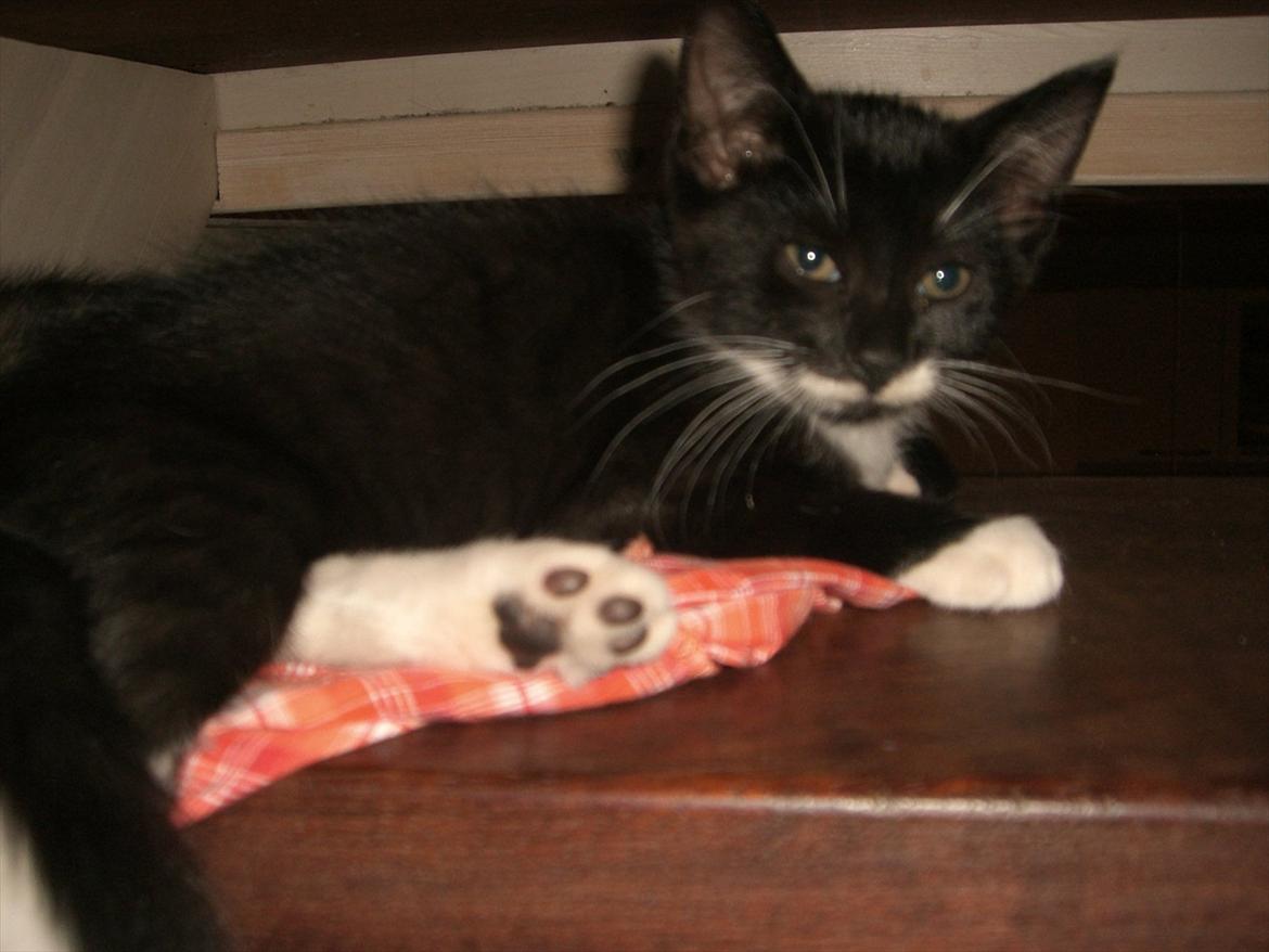 Huskat Fedtmule solgt & savnet! :'( billede 3