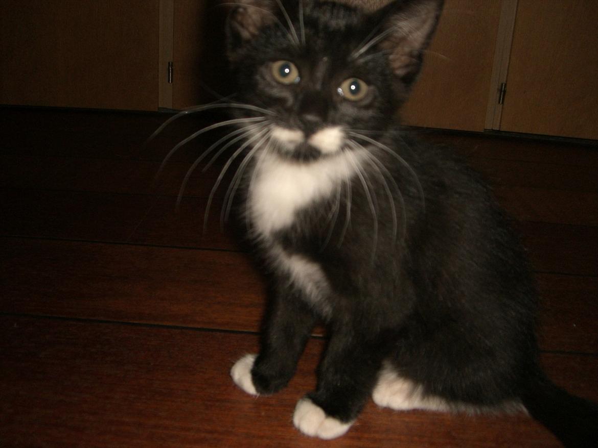 Huskat Fedtmule solgt & savnet! :'( billede 4