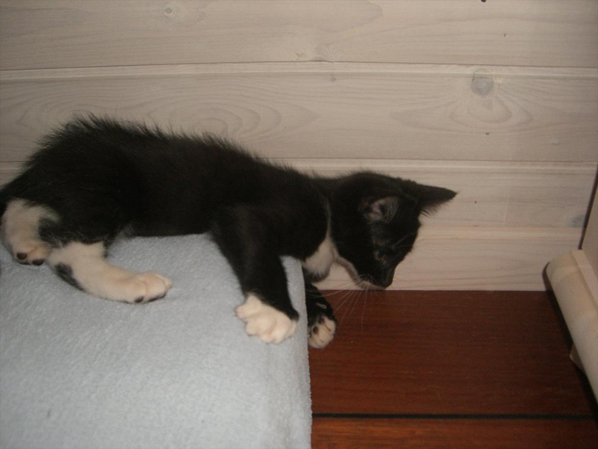 Huskat Fedtmule solgt & savnet! :'( billede 5