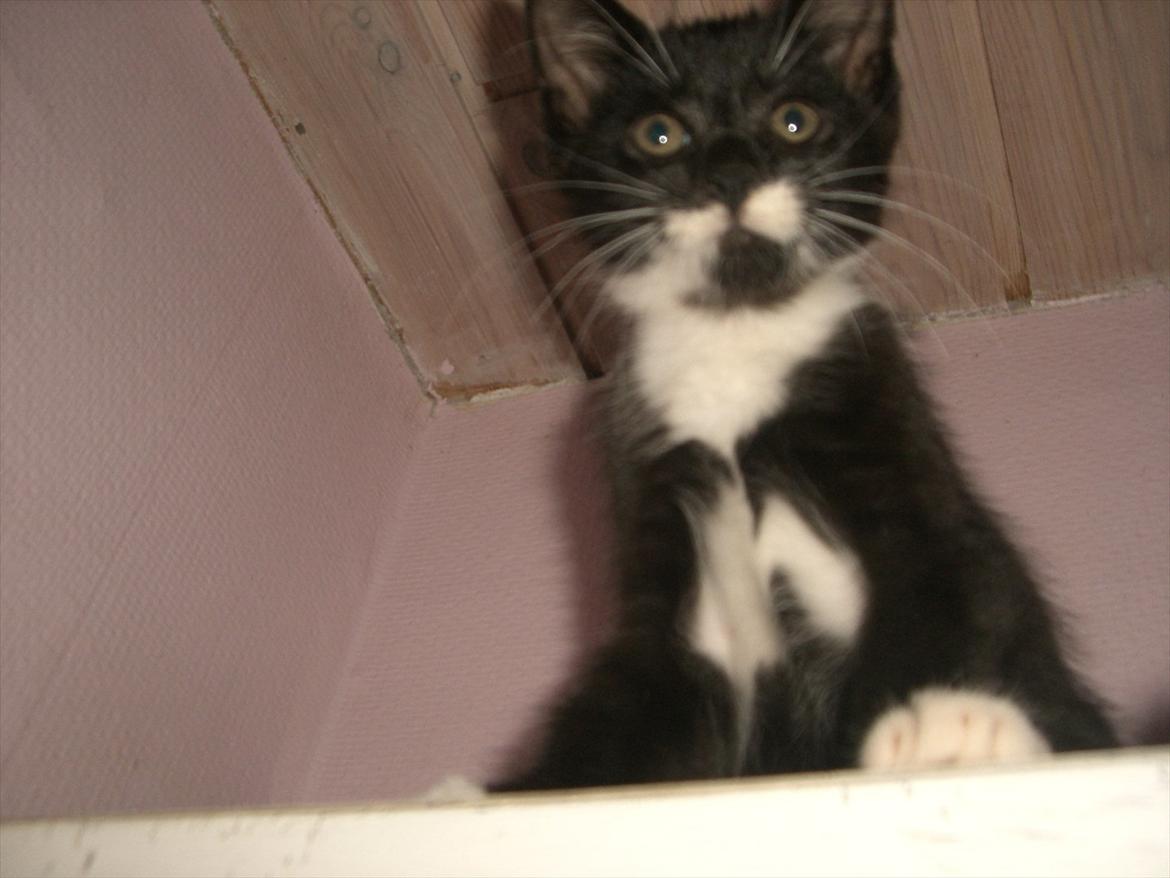 Huskat Fedtmule solgt & savnet! :'( billede 6