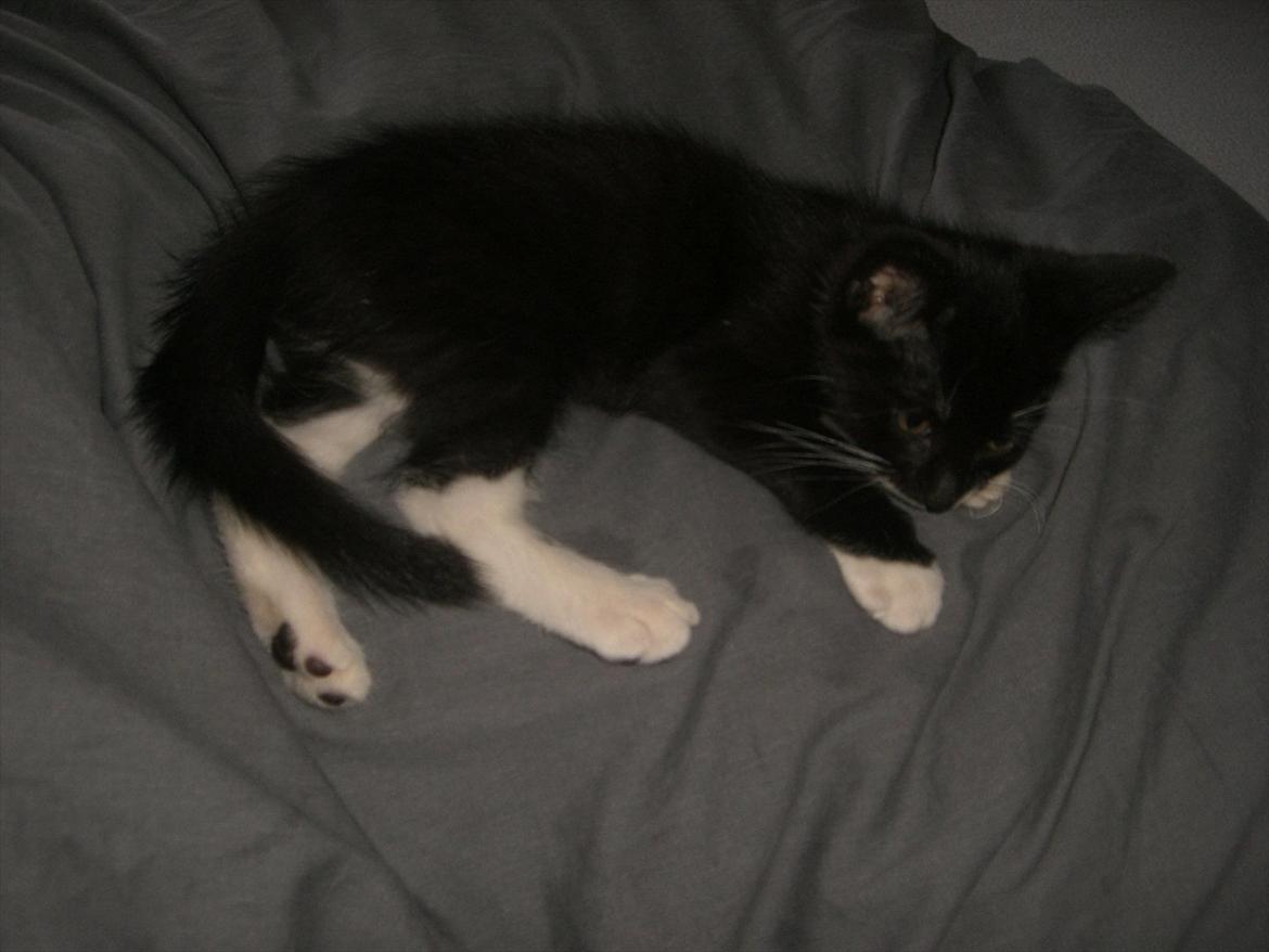 Huskat Fedtmule solgt & savnet! :'( billede 7