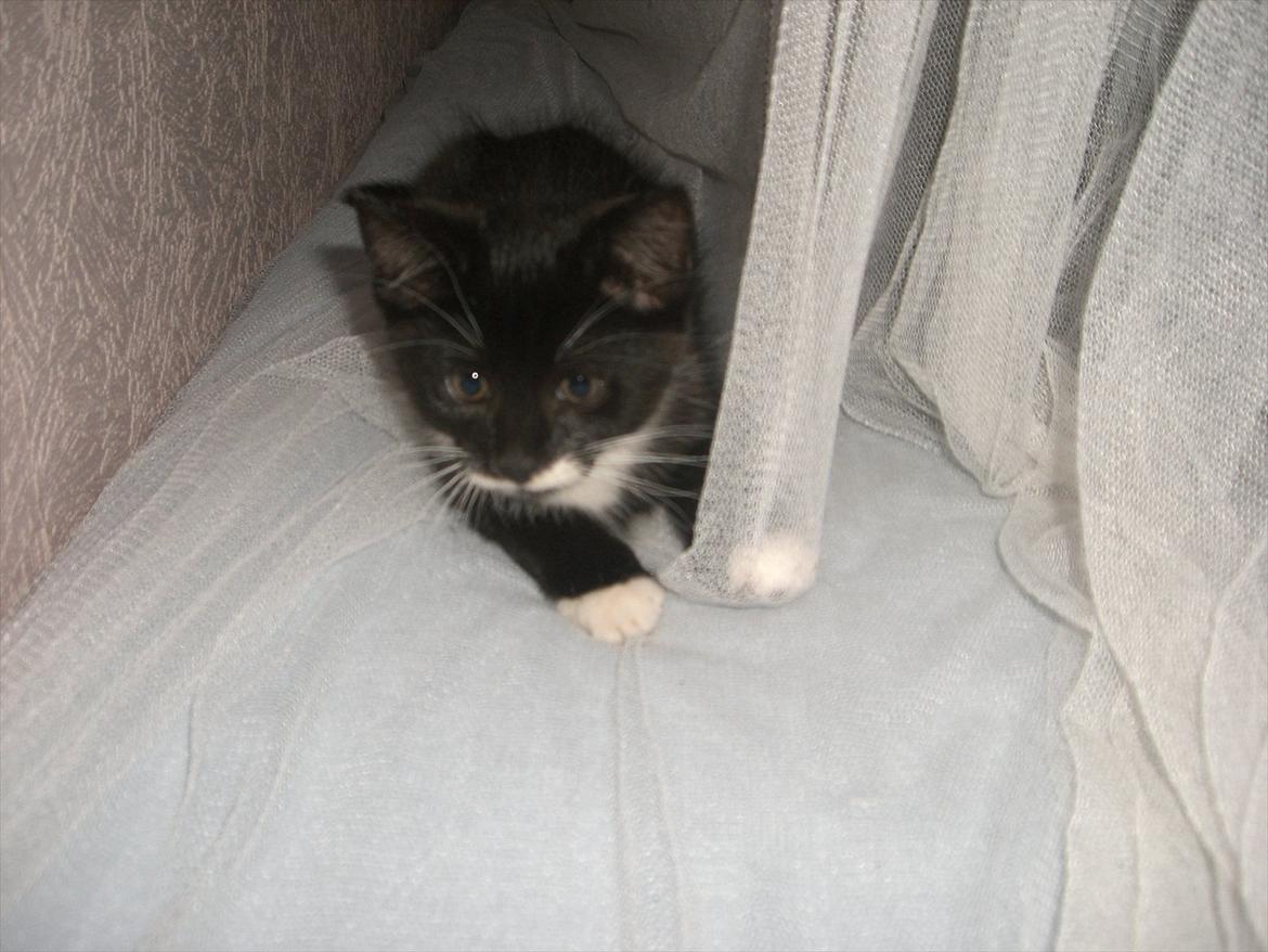 Huskat Fedtmule solgt & savnet! :'( billede 8