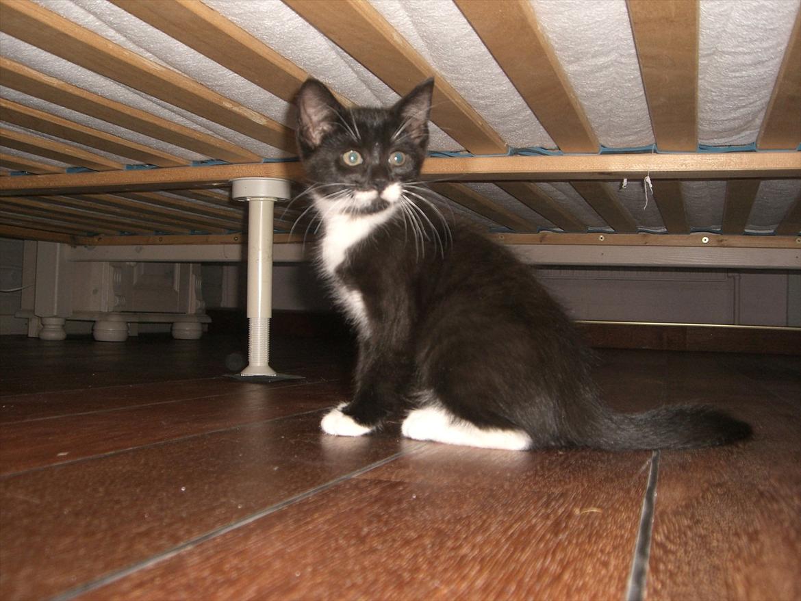 Huskat Fedtmule solgt & savnet! :'( billede 9