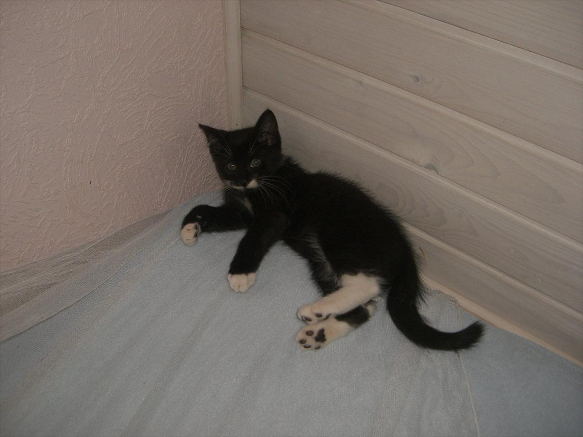 Huskat Fedtmule solgt & savnet! :'( billede 10