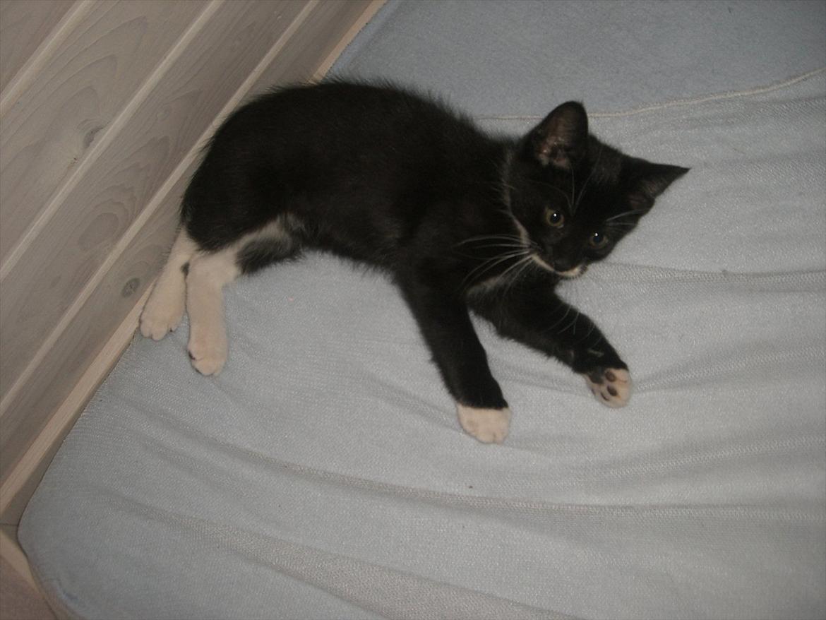 Huskat Fedtmule solgt & savnet! :'( billede 11