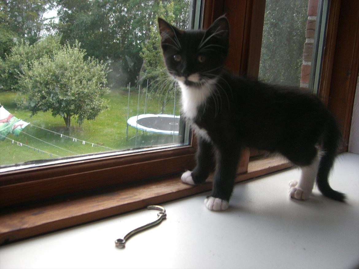 Huskat Fedtmule solgt & savnet! :'( billede 12