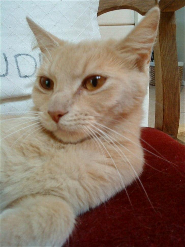 Huskat Simbi<3 - min søde og dejlige simba <3 billede 1