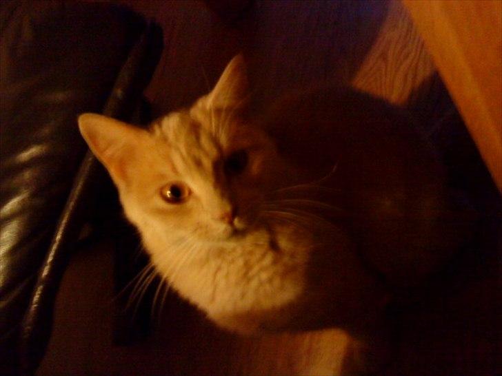 Huskat Simbi<3 - Uuh, du tager billeder :D <3 billede 2