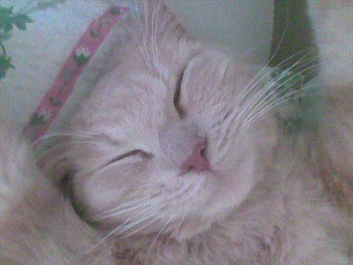 Huskat Simbi<3 - simba er ret træt <3! billede 3