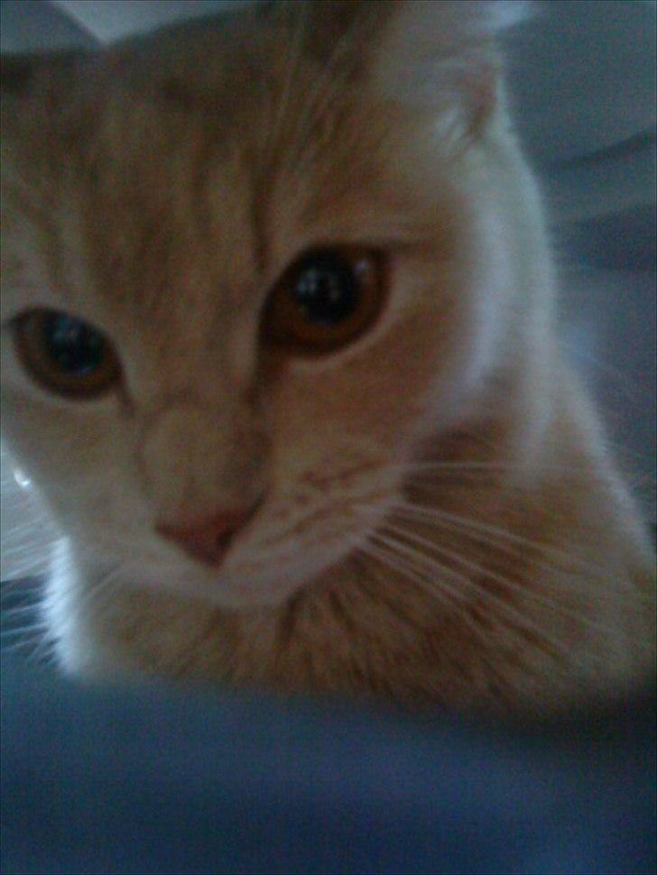 Huskat Simbi<3 - simba på vej til dyr-læge<3 :* billede 4