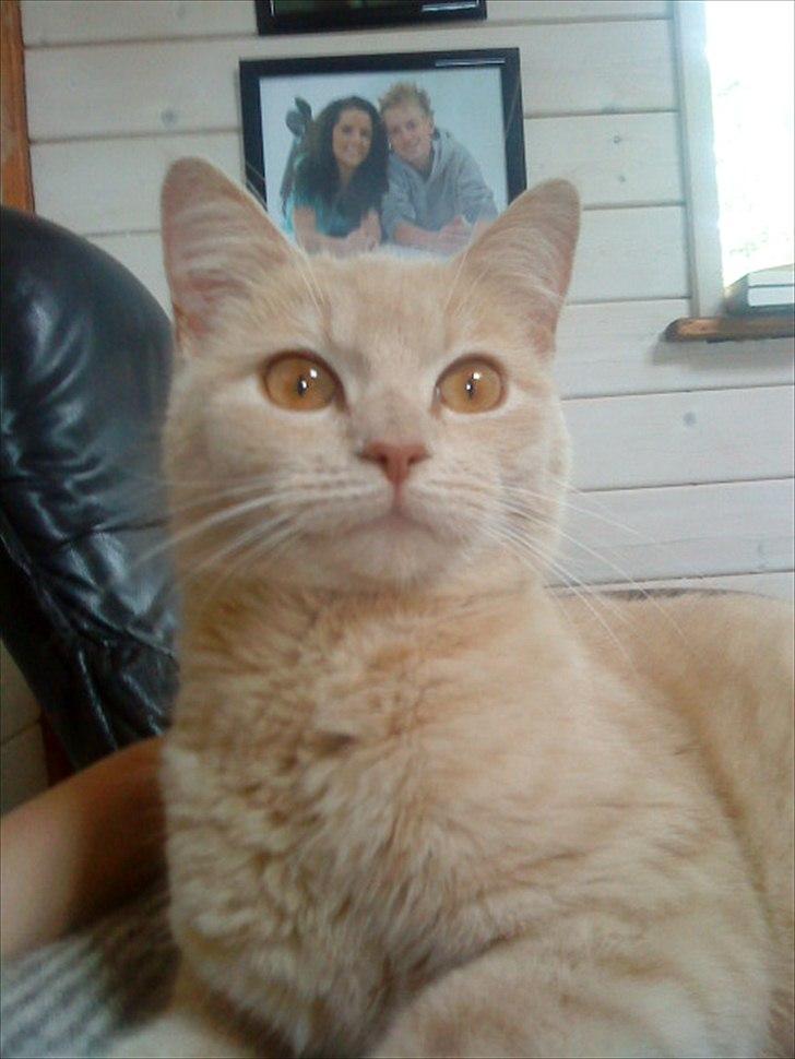 Huskat Simbi<3 - ååh, nu tager hun billeder igen <3 billede 5