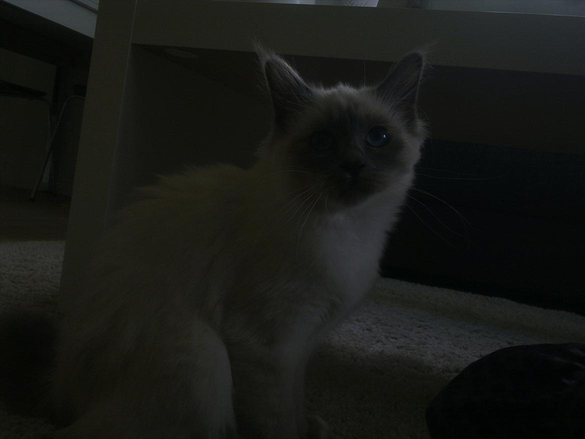 Hellig Birma Lilly billede 14