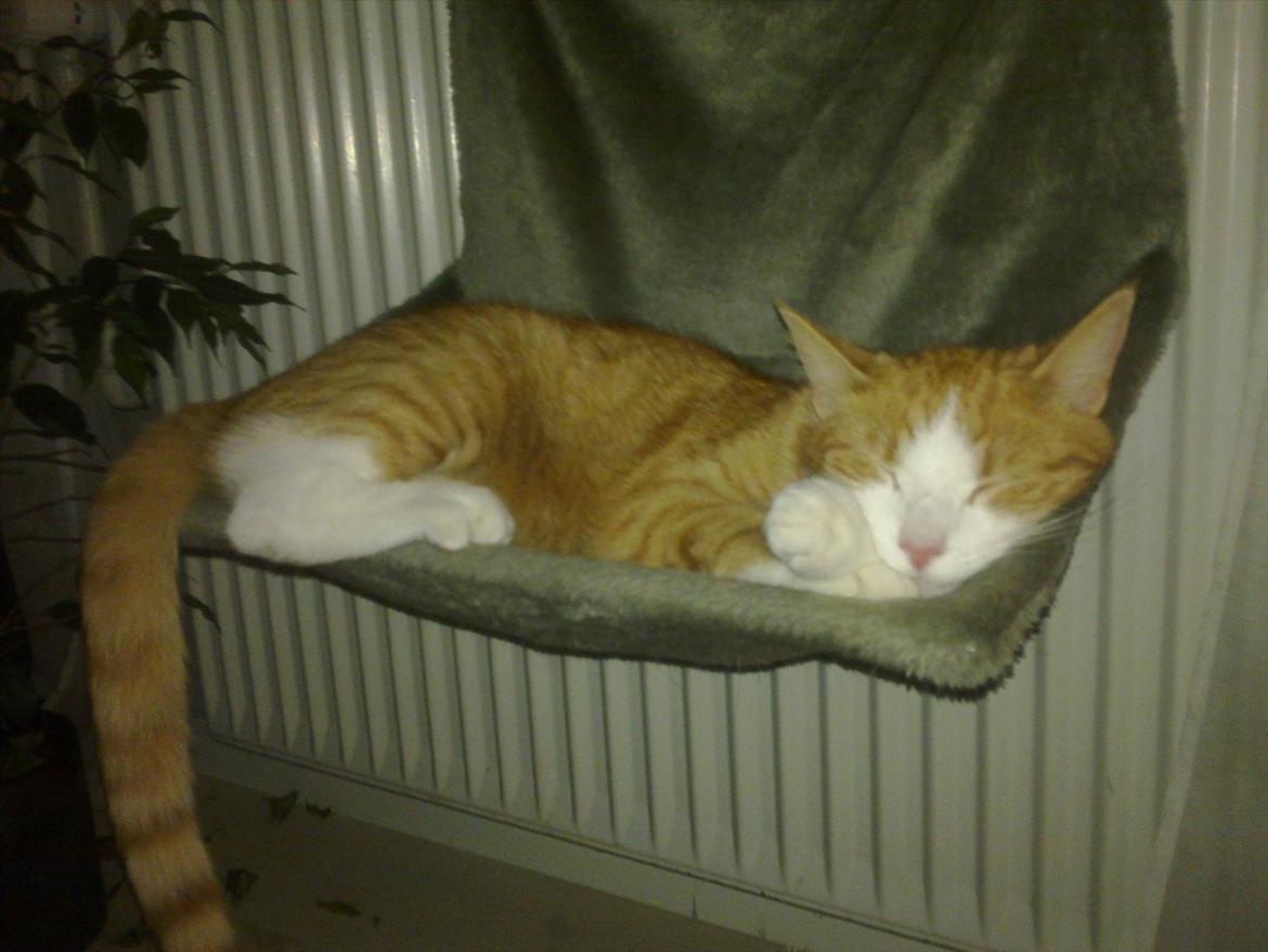 Huskat Toulouse billede 18