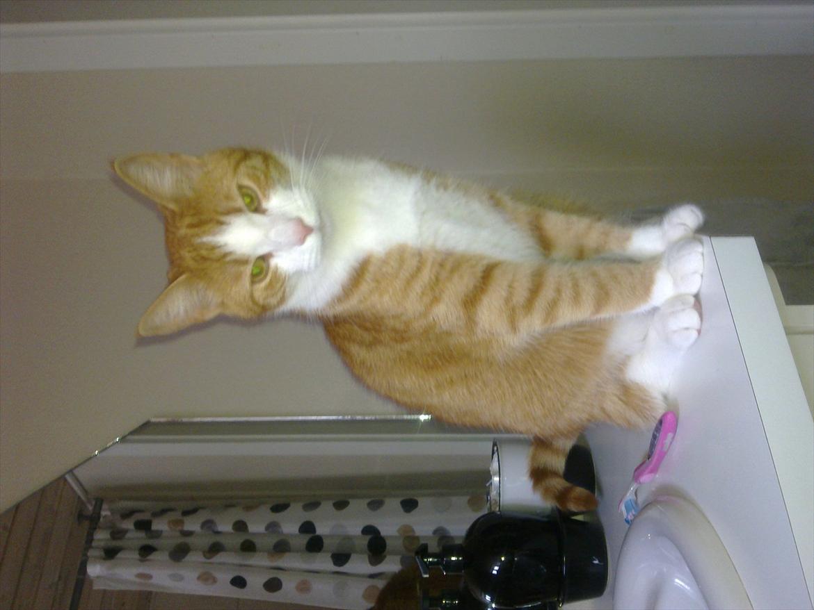 Huskat Toulouse billede 19