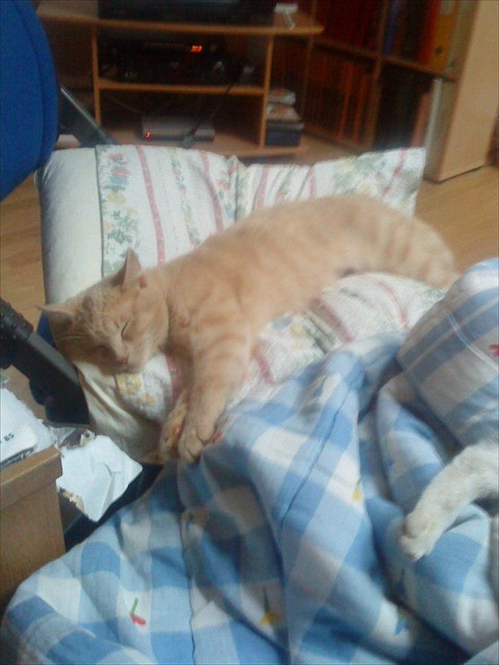 Huskat Simbi<3 - simba er såå træt efter at have været på tur :D <3 billede 6