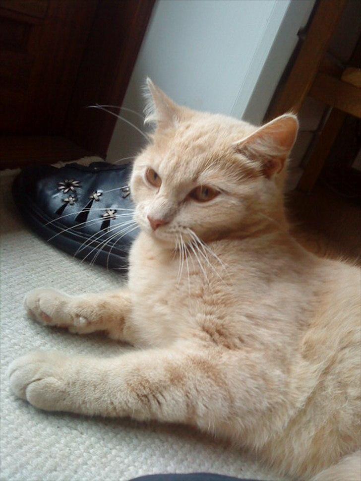 Huskat Simbi<3 - billede <3 billede 7