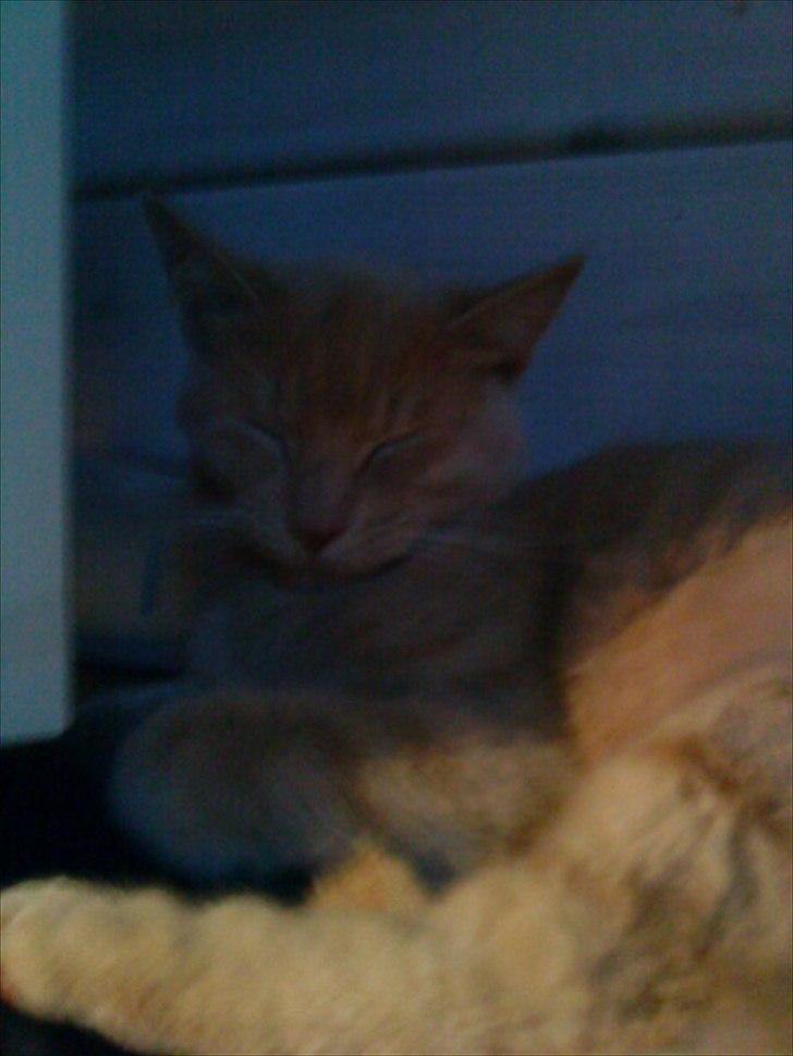 Huskat Simbi<3 - simba ligger og kigger imens Iben spiller computer ;D <3
 billede 8