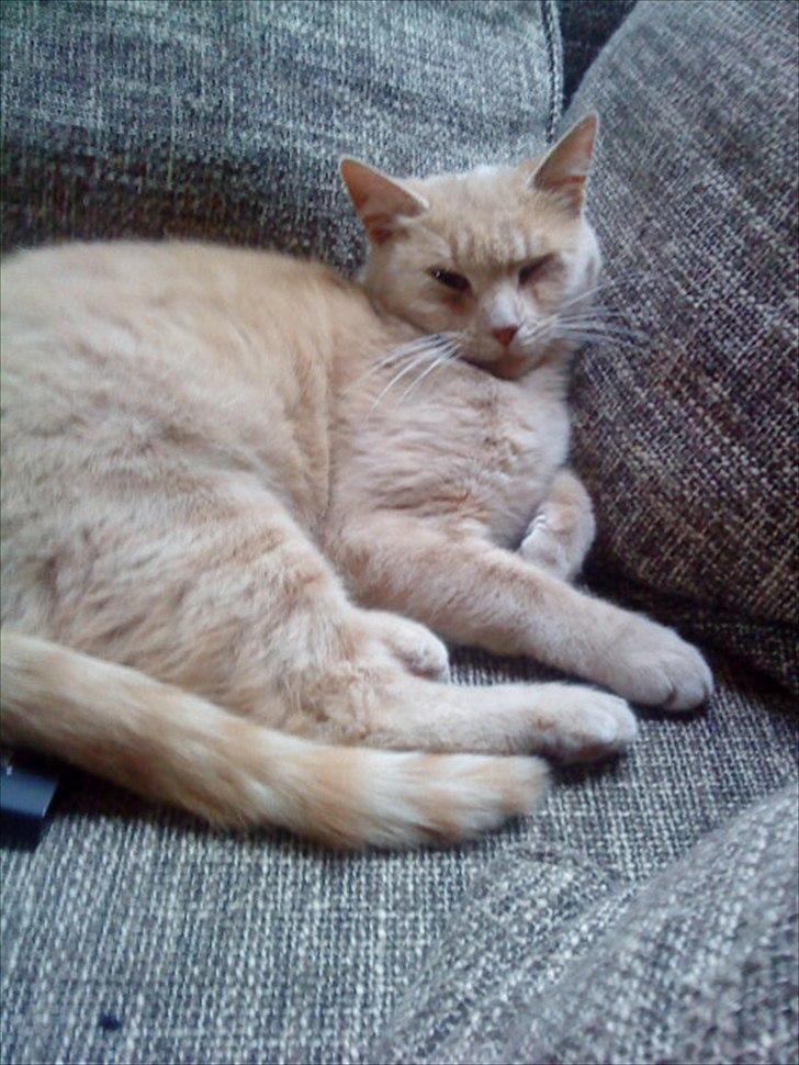 Huskat Simbi<3 - træt simba <3?:) billede 9