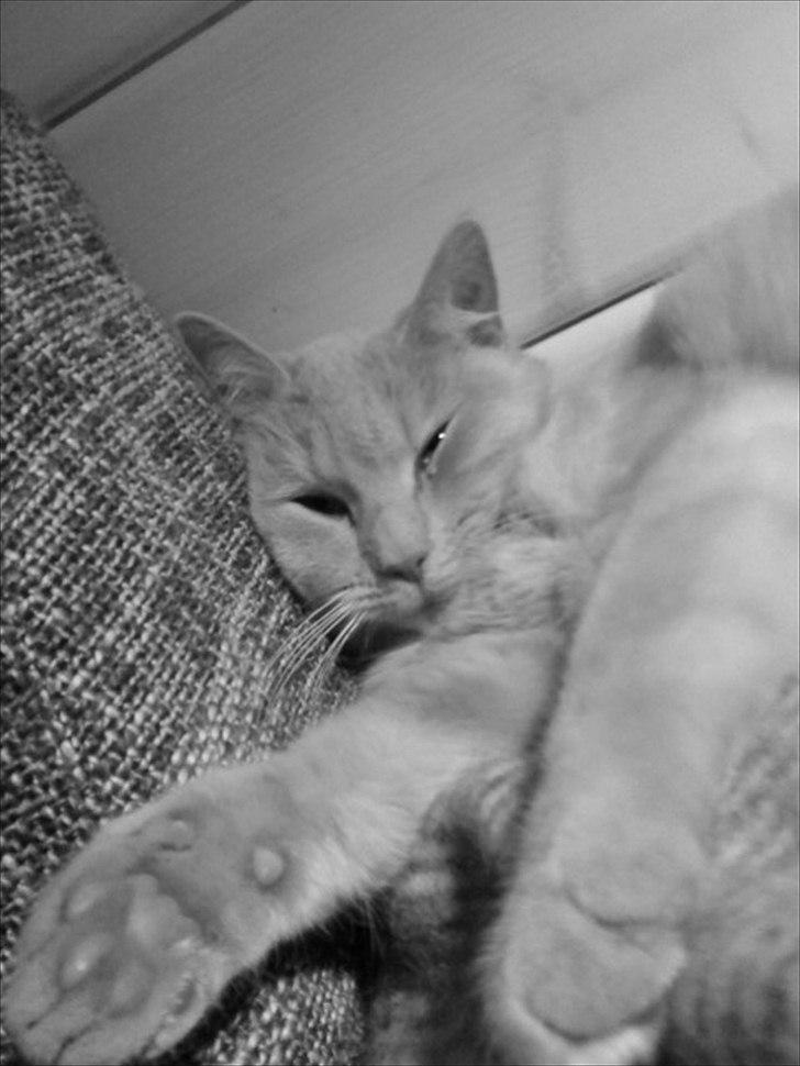 Huskat Simbi<3 - simba ligger og putter i sofanen <3 billede 10