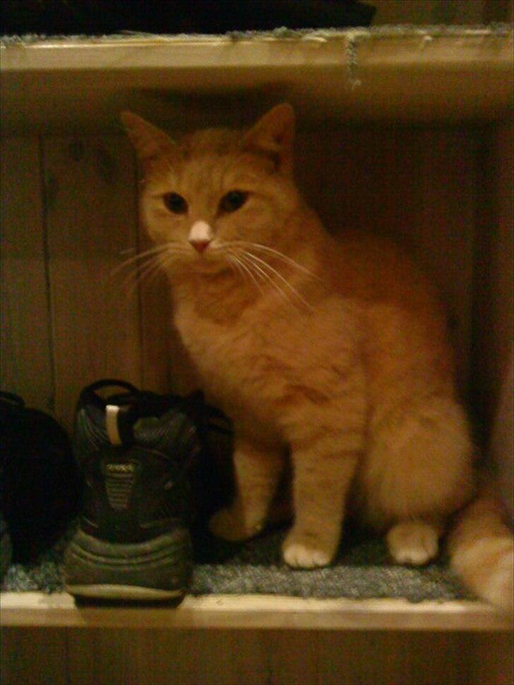Huskat Simbi<3 - simba sidder i sko hylden ;D <3 billede 11