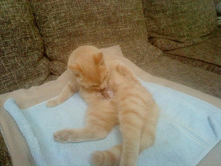 Huskat Simbi<3 - simba efter hun er blevet oppereret <3 billede 12