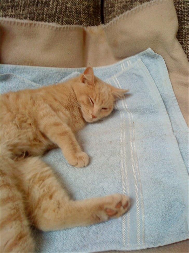 Huskat Simbi<3 - simba er træt efter opperationen <3!! billede 13