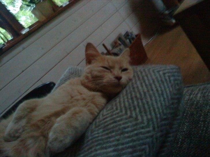 Huskat Simbi<3 - simba er skide træt :D <3 og jeg tager billede imsns :D billede 14