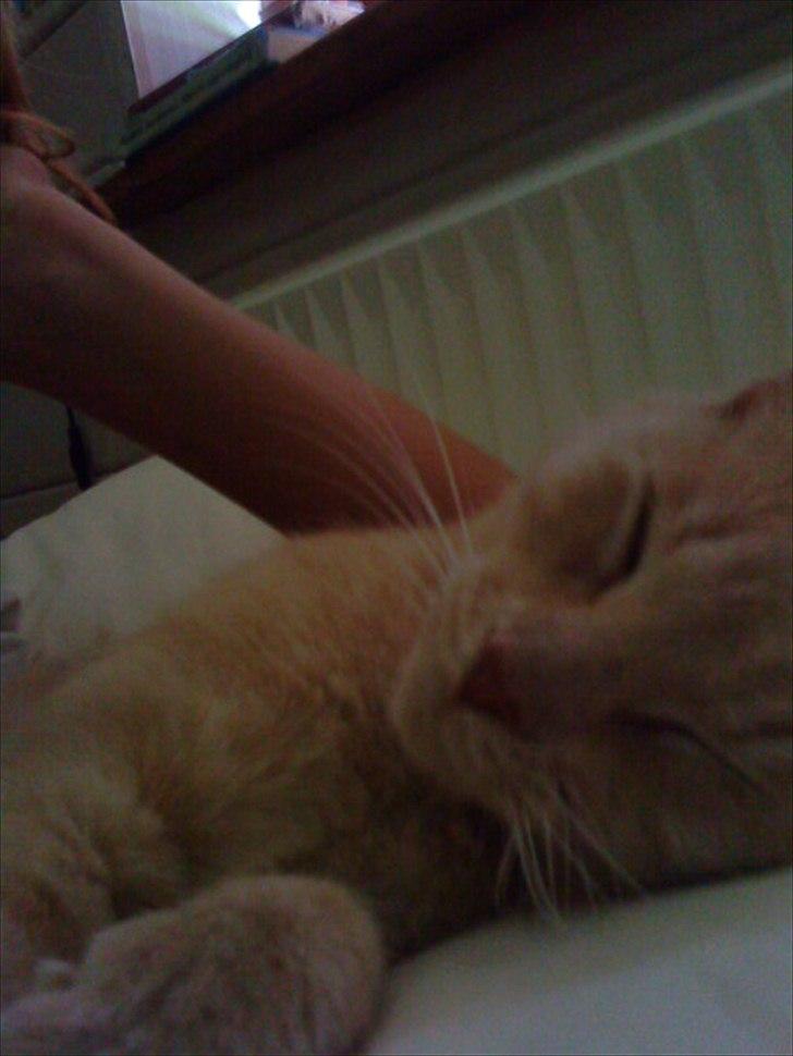 Huskat Simbi<3 - simba ligger og putter i sengen :* billede 15