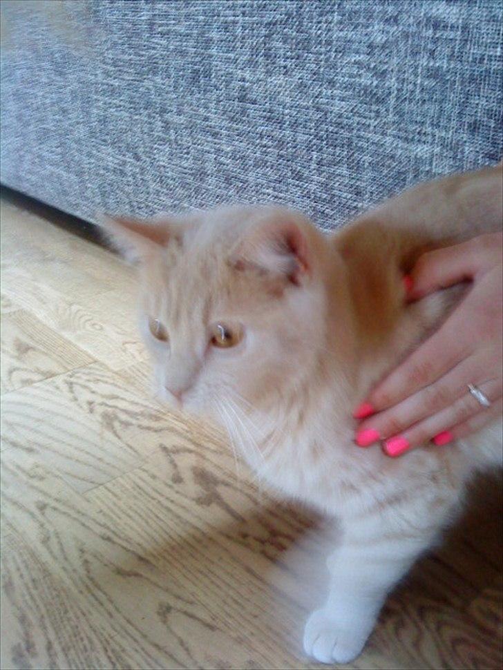 Huskat Simbi<3 - simba bliver aet af min veninde :D billede 16