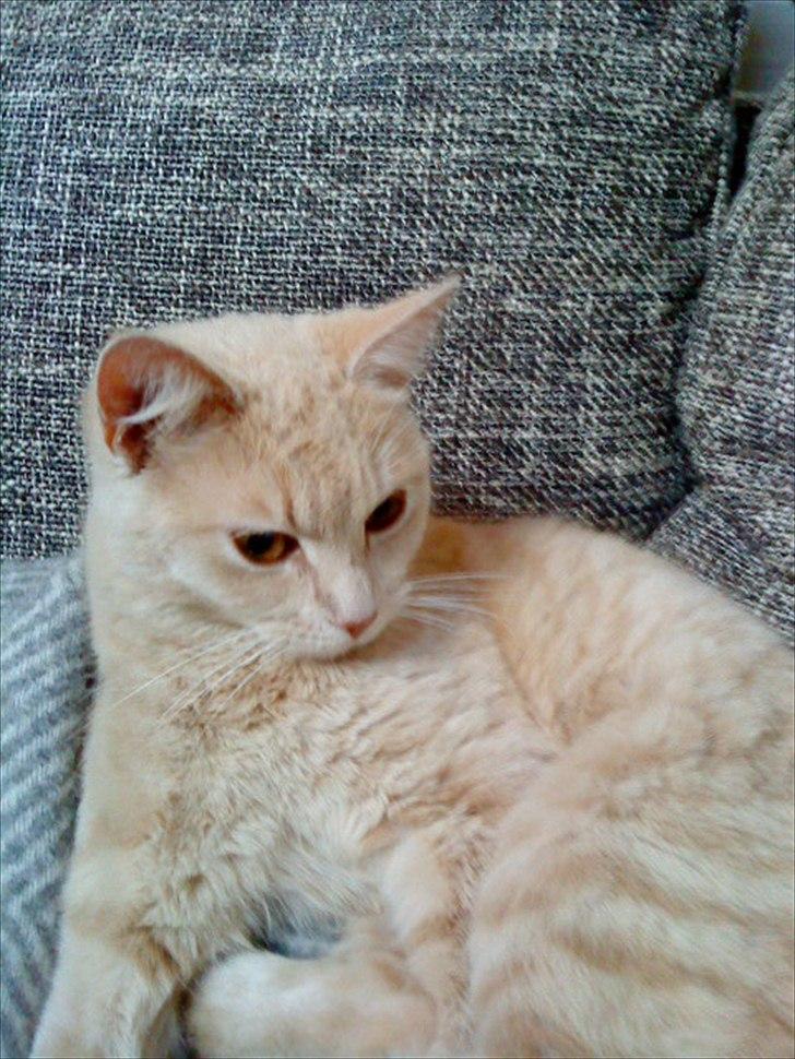 Huskat Simbi<3 - simba og hendes store øjne :D billede 17