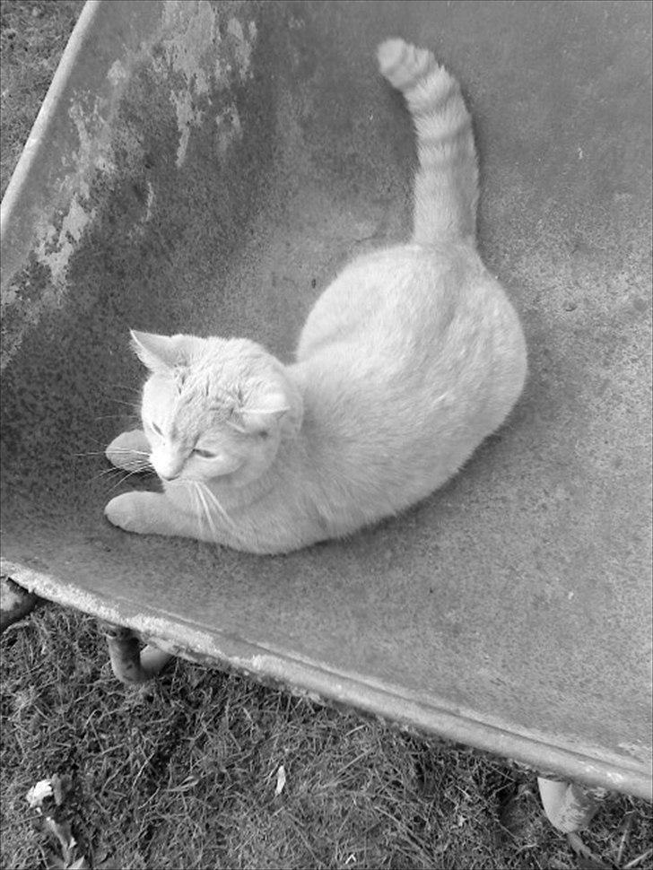 Huskat Simbi<3 - simbi i trillebøren :* billede 18