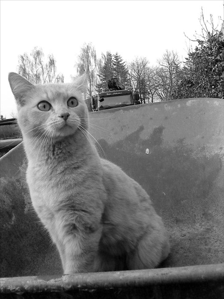 Huskat Simbi<3 billede 19