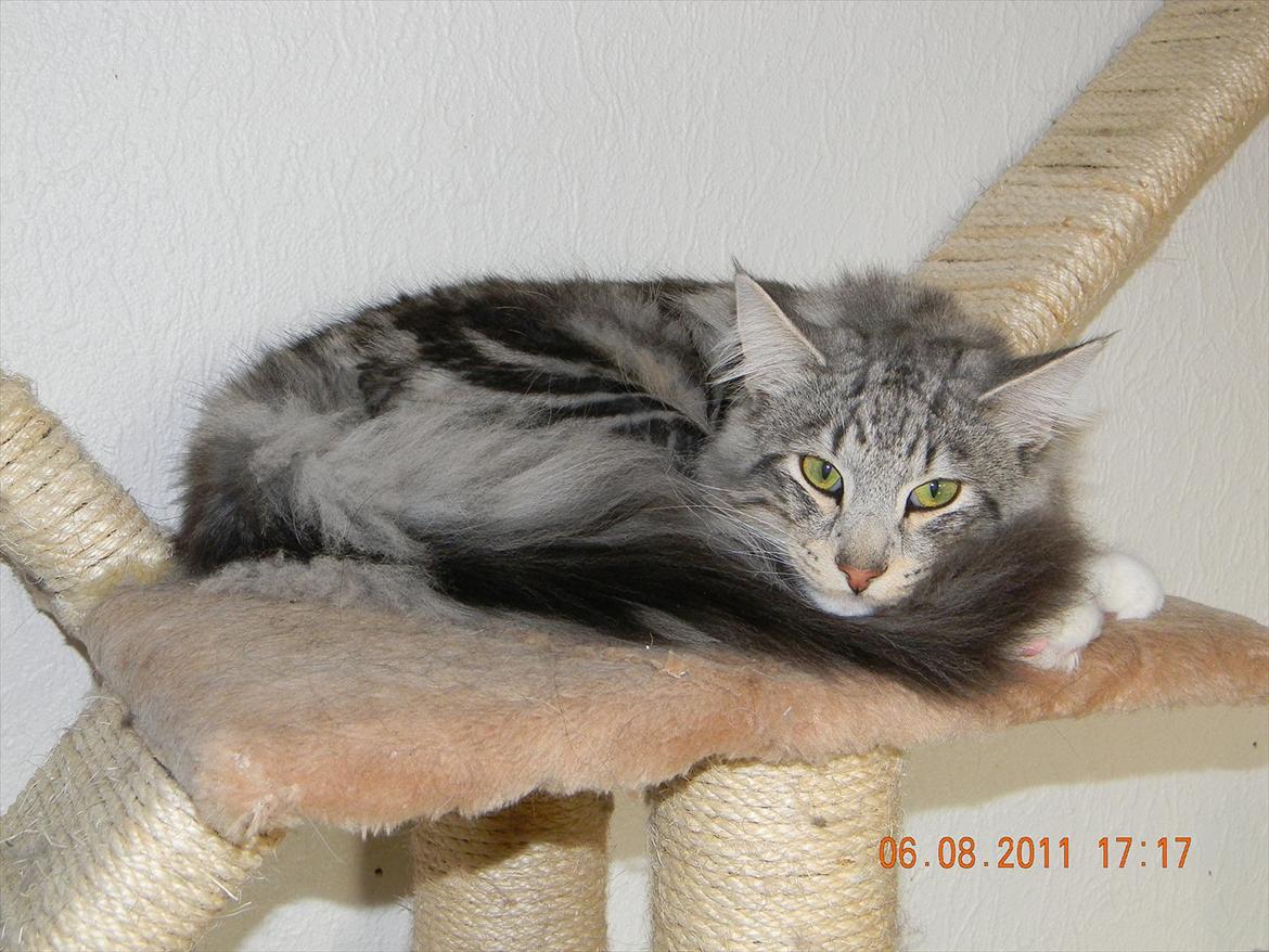 Norsk Skovkat †Darwin von der Bohlkate† billede 2