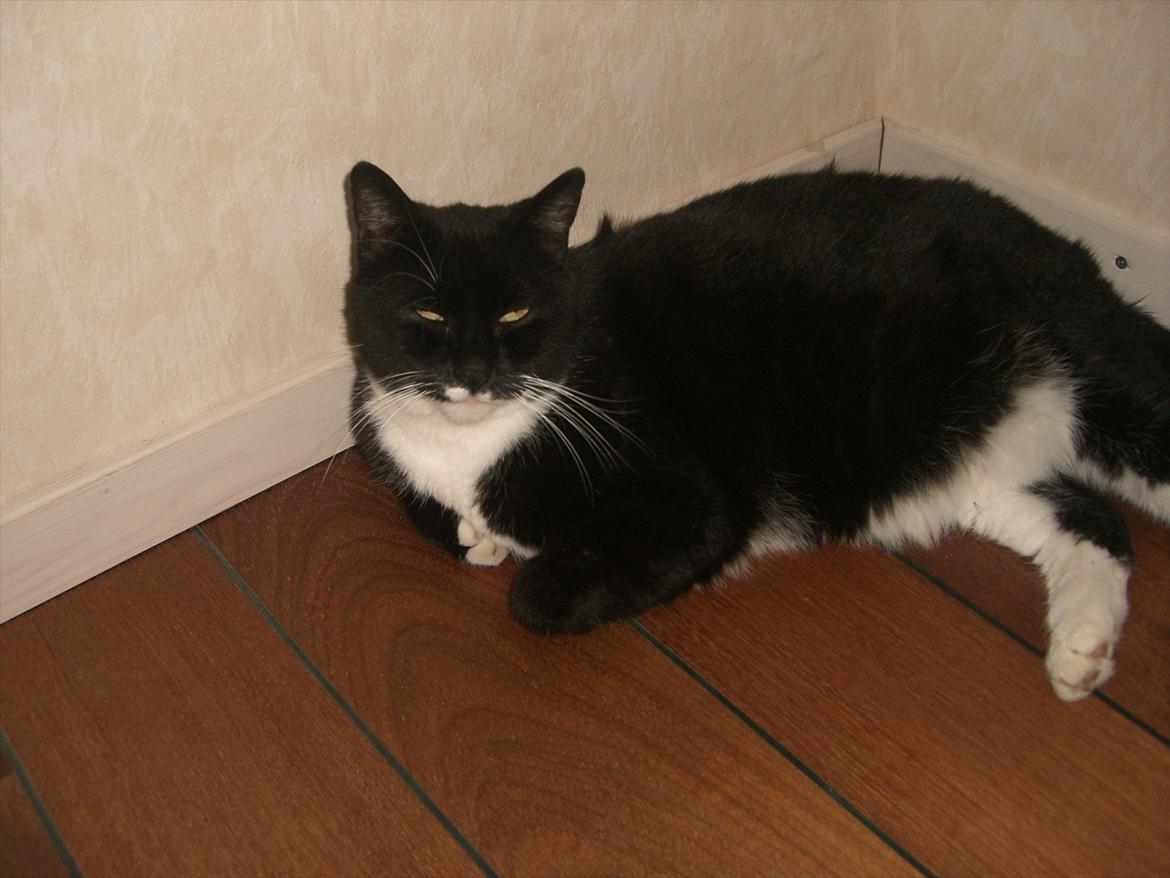 Huskat Kissi *R.I.P* billede 9