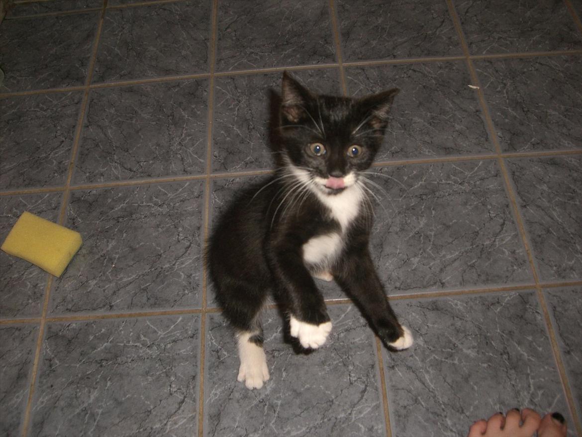 Huskat Fedtmule solgt & savnet! :'( billede 14