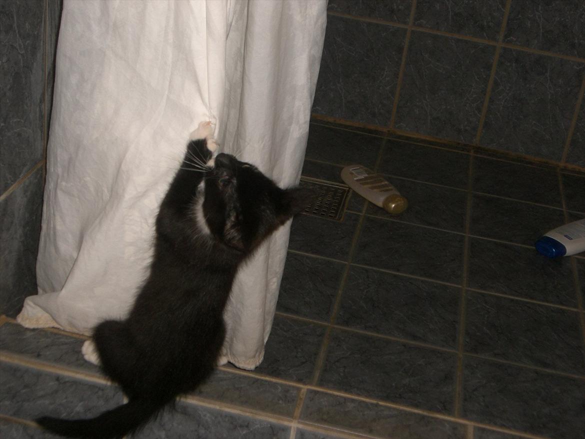 Huskat Fedtmule solgt & savnet! :'( billede 15