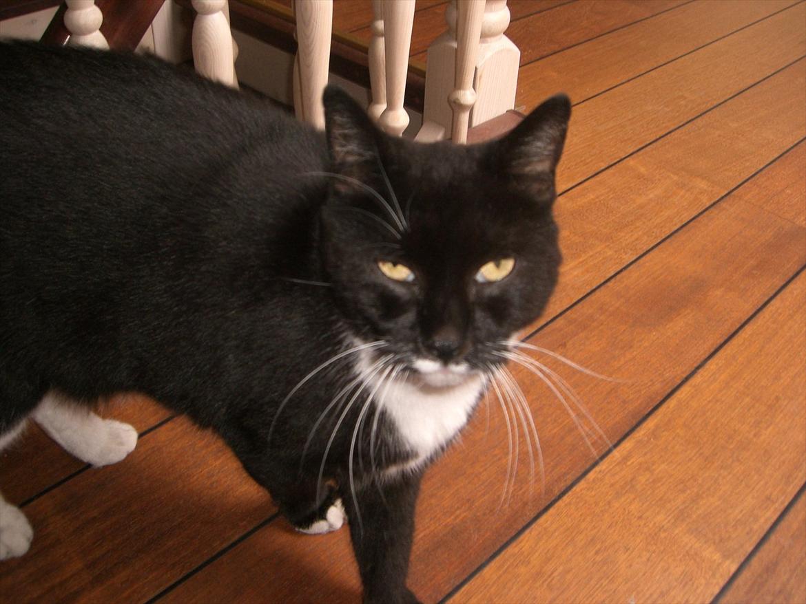 Huskat Kissi *R.I.P* billede 10