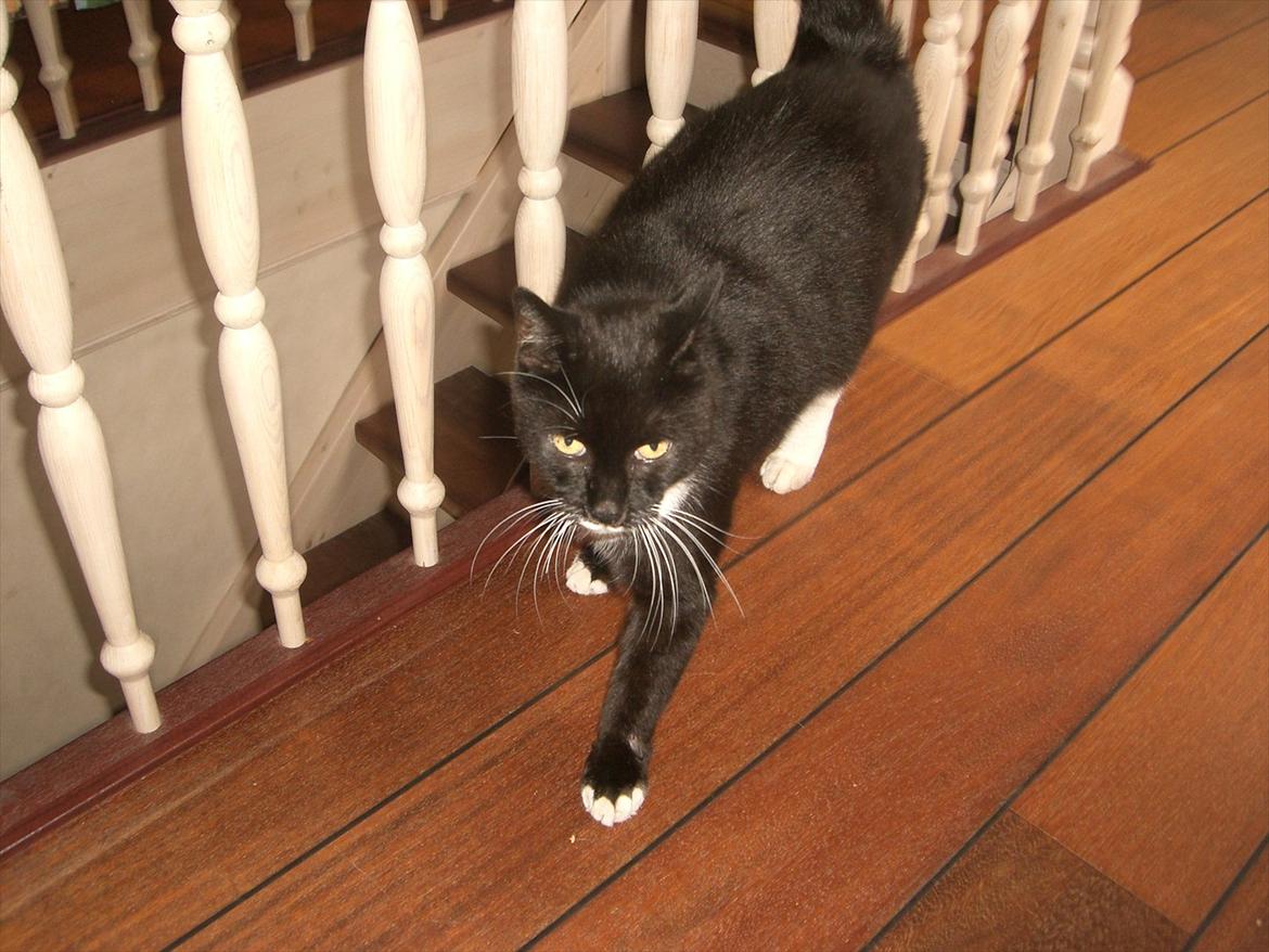 Huskat Kissi *R.I.P* billede 11