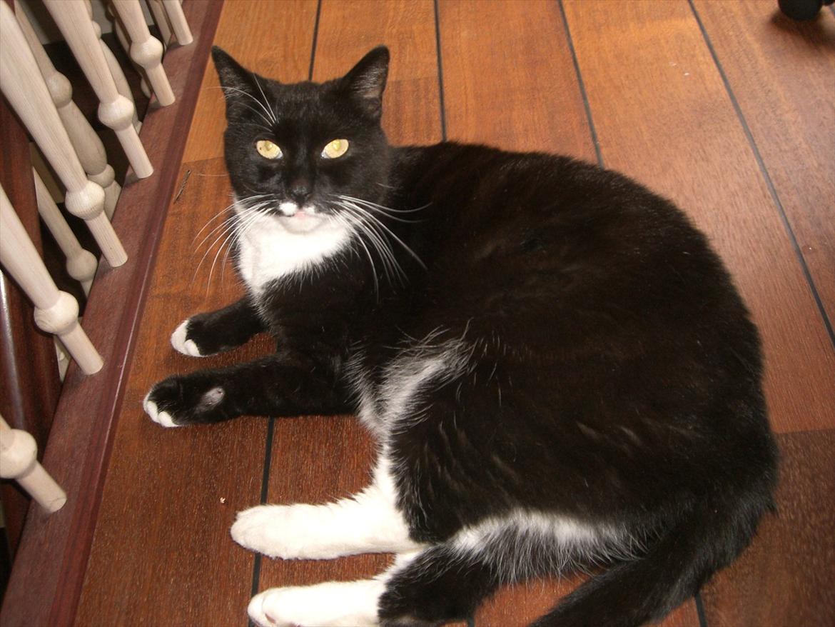 Huskat Kissi *R.I.P* billede 12