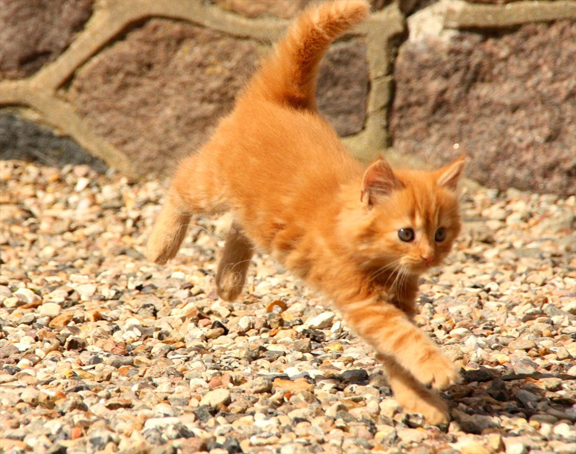 Blanding af racer Thomas Omayley - Velkommen til Omayleys profil.  billede 1