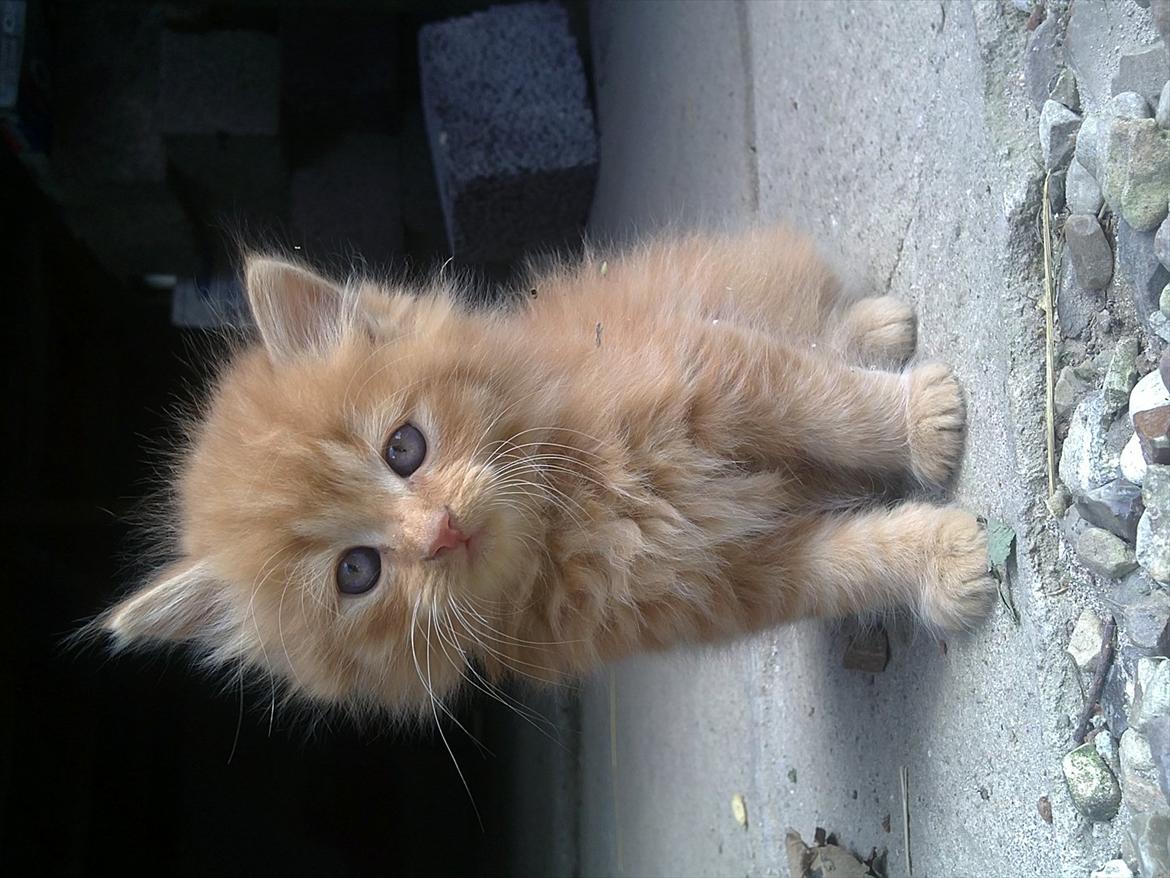 Blanding af racer Thomas Omayley billede 2