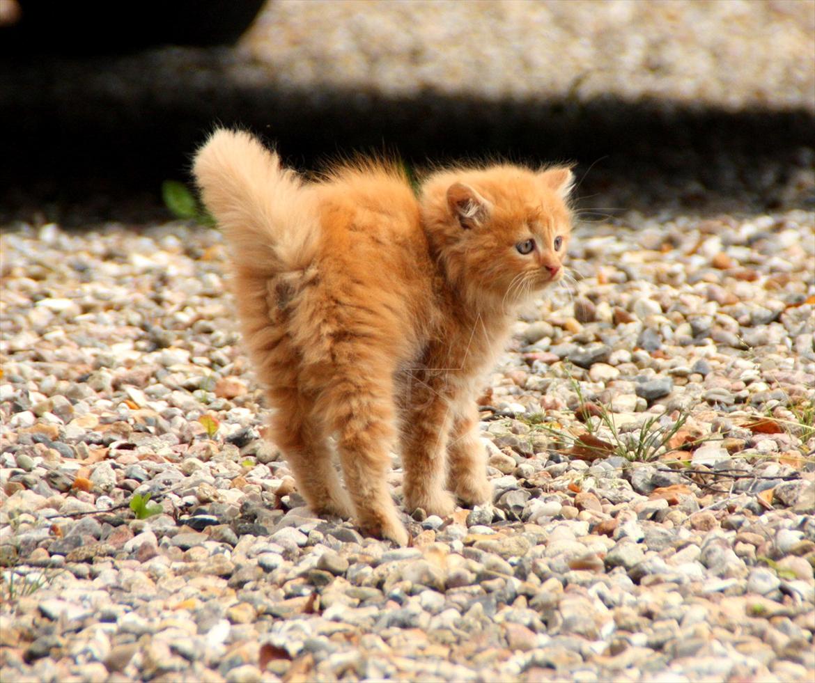 Blanding af racer Thomas Omayley - lidt truende for hunden- billede 3