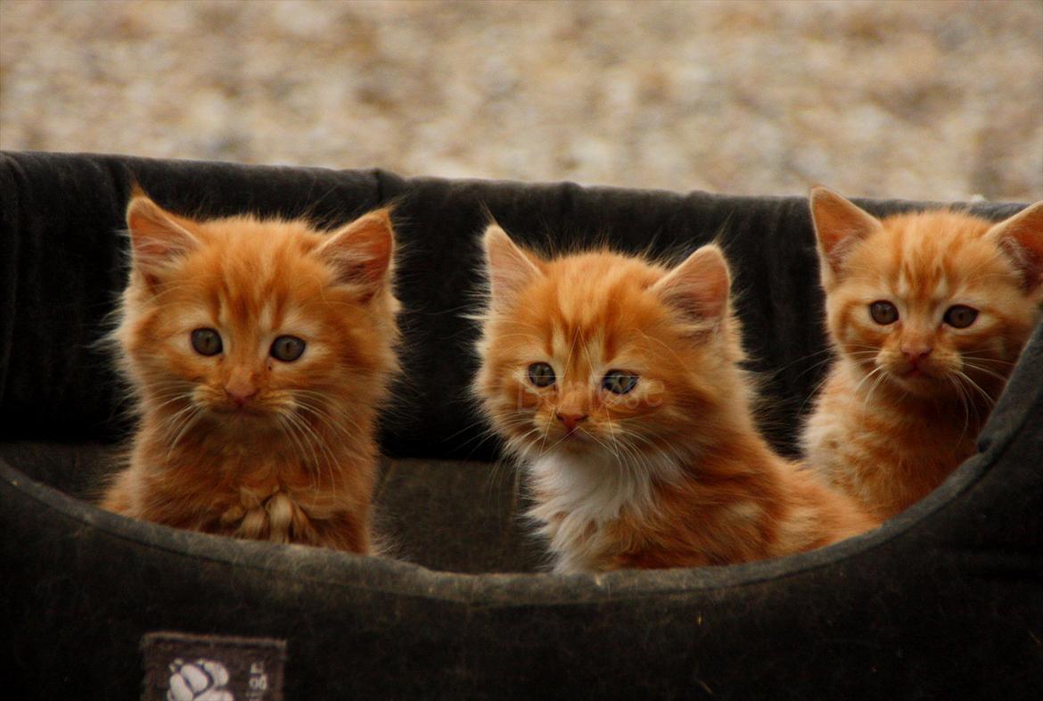 Blanding af racer Thomas Omayley - Omayley sidder til venstre billede 4